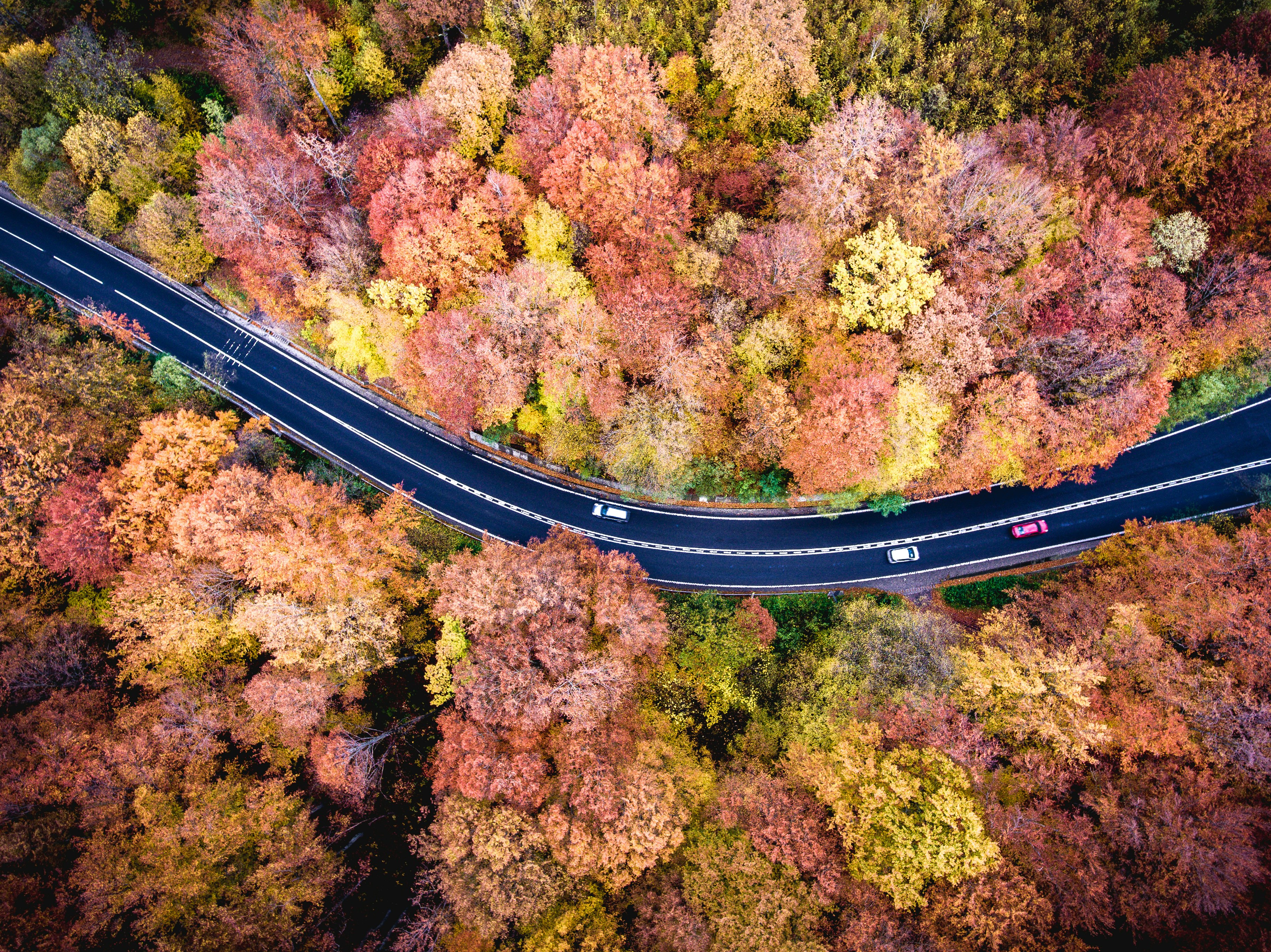 aerial photography of road between red and yellow trees